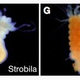 The strobilation process of moon jellyfish polyps. (Ephyra is the scientific name for “baby jellyfish medusa.”)